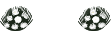 헌화