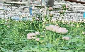 생거진천 장미 이미지