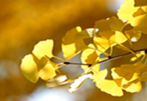 Ginko tree