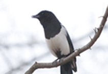 Magpie