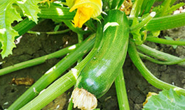 Green pumpkins