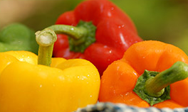 Paprika
