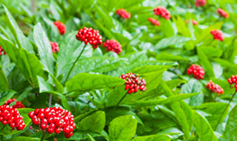 Ginseng