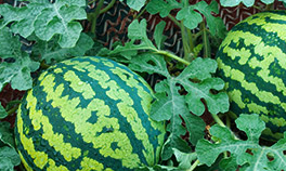 SaengGeo Jincheon honey watermelons
