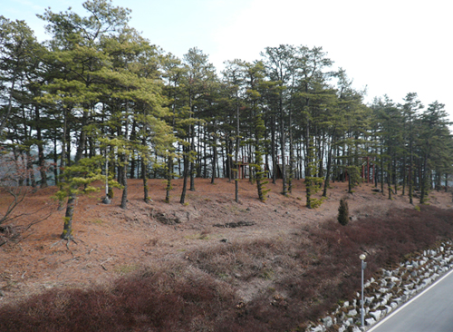 수련의 숲 사진1